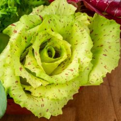 CHICOREE VARIEGATA DI CASTEL FRANCO