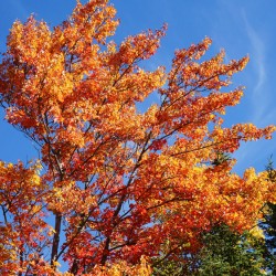 ERABLE A SUCRE Acer saccharum