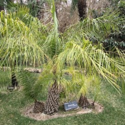 PALMIER PHOENIX ACAULIS crédit plant@net hervé Rey