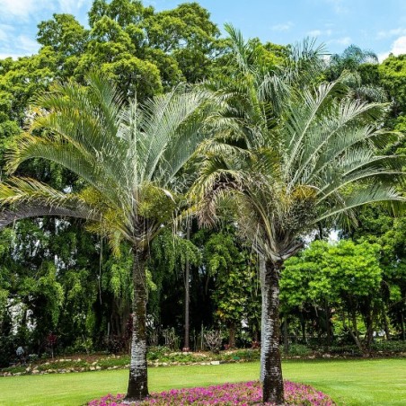PALMIER TRIANGLE Dypsis_decaryi_wikimedia John Robert McPherson