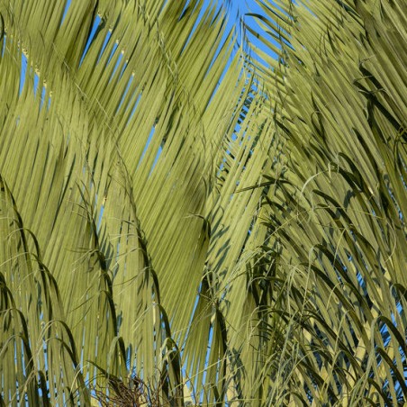 PALMIER TRIANGLE Dypsis decaryi