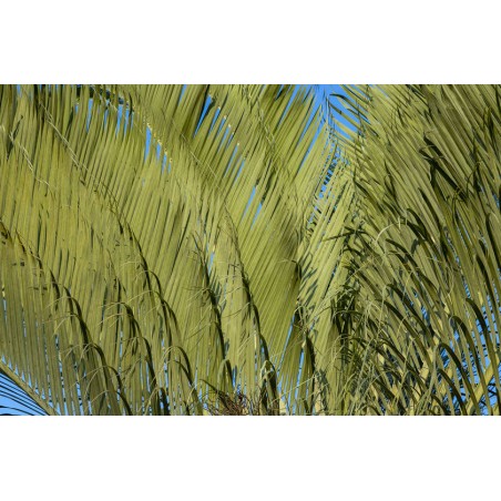PALMIER TRIANGLE Dypsis decaryi
