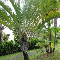 PALMIER TRIANGLE Dypsis_decaryi wikimedia Forest and Kim Starr
