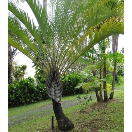 PALMIER TRIANGLE Dypsis_decaryi wikimedia Forest and Kim Starr