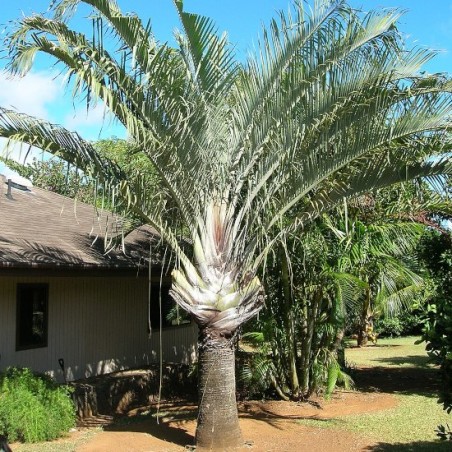 PALMIER TRIANGLE Dypsis_decaryi wikimedia Forest and Kim Starr
