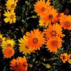 MARGUERITE DU CAP MIX Dimorphotheca sinuata