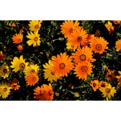 MARGUERITE DU CAP MIX Dimorphotheca sinuata