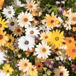 MARGUERITE DU CAP PASTEL MIX Dimorphotheca Sinuata