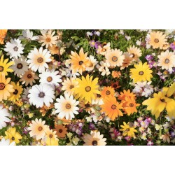 MARGUERITE DU CAP PASTEL MIX Dimorphotheca Sinuata