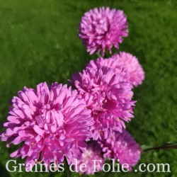 REINE MARGUERITE ASTER KING SIZE ROSE VIF
