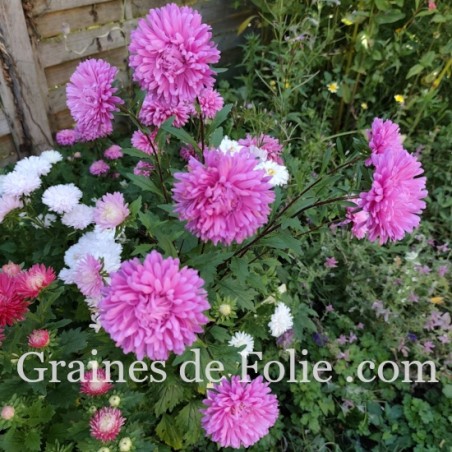 REINE MARGUERITE ASTER KING SIZE ROSE VIF