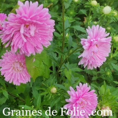 REINE MARGUERITE ASTER KING SIZE ROSE