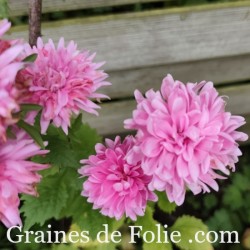 REINE MARGUERITE ASTER KING SIZE ROSE