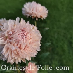REINE MARGUERITE ASTER KING SIZE ABRICOT