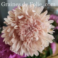 REINE MARGUERITE ASTER KING SIZE ABRICOT