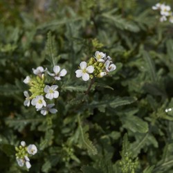 ROQUETTE blanche WASABI Diplotaxis Erucoides