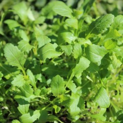 ROQUETTE blanche WASABI Diplotaxis Erucoides