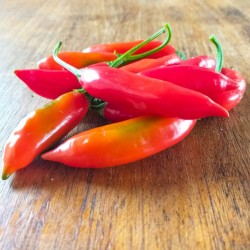 PIMENT AJI DELIGHT bio