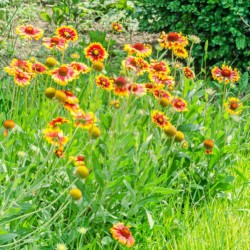 GAILLARDE MIX Gaillardia aristata