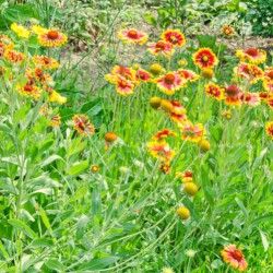Gaillardia aristata GAILLARDE MIX