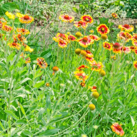 Gaillardia aristata GAILLARDE MIX