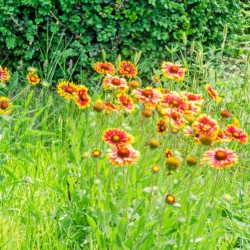 GAILLARDE MIX Gaillardia aristata