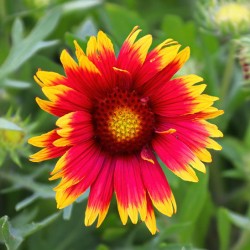 GAILLARDE MIX Gaillardia aristata