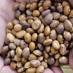 Haricot goût châtaigne d' échenans semences anciennes