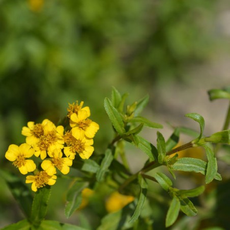 ESTRAGON DU MEXIQUE Tagete lucida