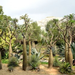 PACHYPODIUM LAMEREI zaden