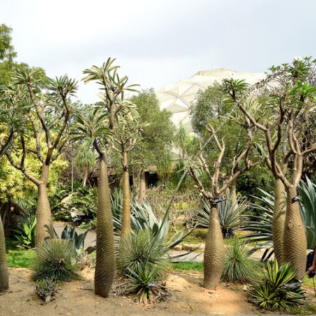 PACHYPODIUM LAMEREI zaden