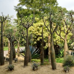 PACHYPODIUM LAMEREI samen