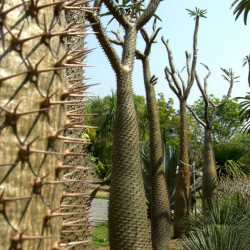 PACHYPODIUM LAMEREI graines