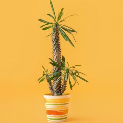 PACHYPODIUM LAMEREI seeds