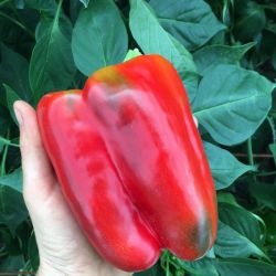 BIO POIVRON CALIFORNIA WONDER semences paysannes