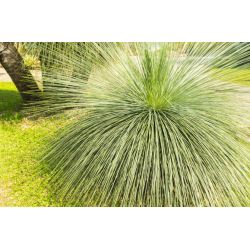  YUCCA LINEARIS