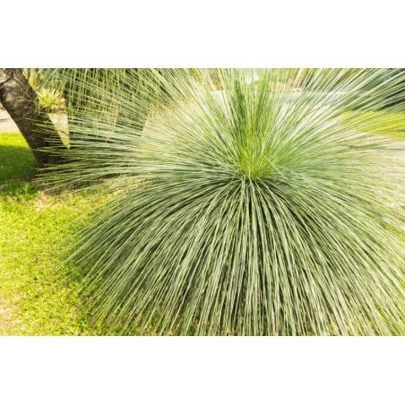  YUCCA LINEARIS