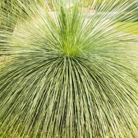  YUCCA LINEARIS