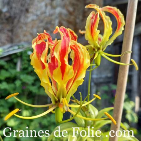  GLORIOSA - LIS DE MALABAR Gloriosa superba rothschildiana