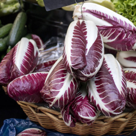 CHICOREE ROUGE DE TREVISE bio