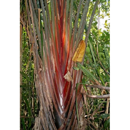 ARBRE DU VOYAGEUR ROUGE Ravenala honkondambo