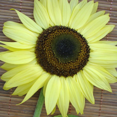 TOURNESOL jaune citron LEMON QUEEN
