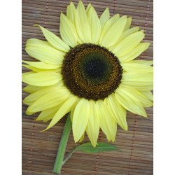 TOURNESOL jaune citron LEMON QUEEN