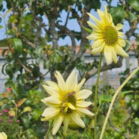 TOURNESOL ITALIAN GREEN HEART helianthus debilis coeur vert crédit photo pl@ntnet spartacus ukin
