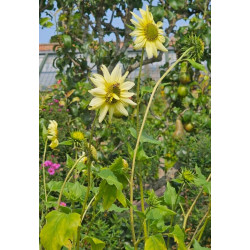 TOURNESOL ITALIAN GREEN HEART helianthus debilis coeur vert crédit photo pl@ntnet spartacus ukin