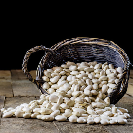 Haricot à rames Orteil du Prêcheur semences paysannes anciennes