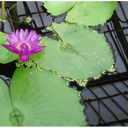 NENUPHAR VIOLET Nymphaea pubescens