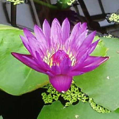 NENUPHAR VIOLET Nymphaea pubescens