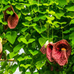ARISTOLOCHE ELEGANTE Aristolochia littoralis elegans