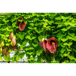 ARISTOLOCHE ELEGANTE Aristolochia littoralis elegans